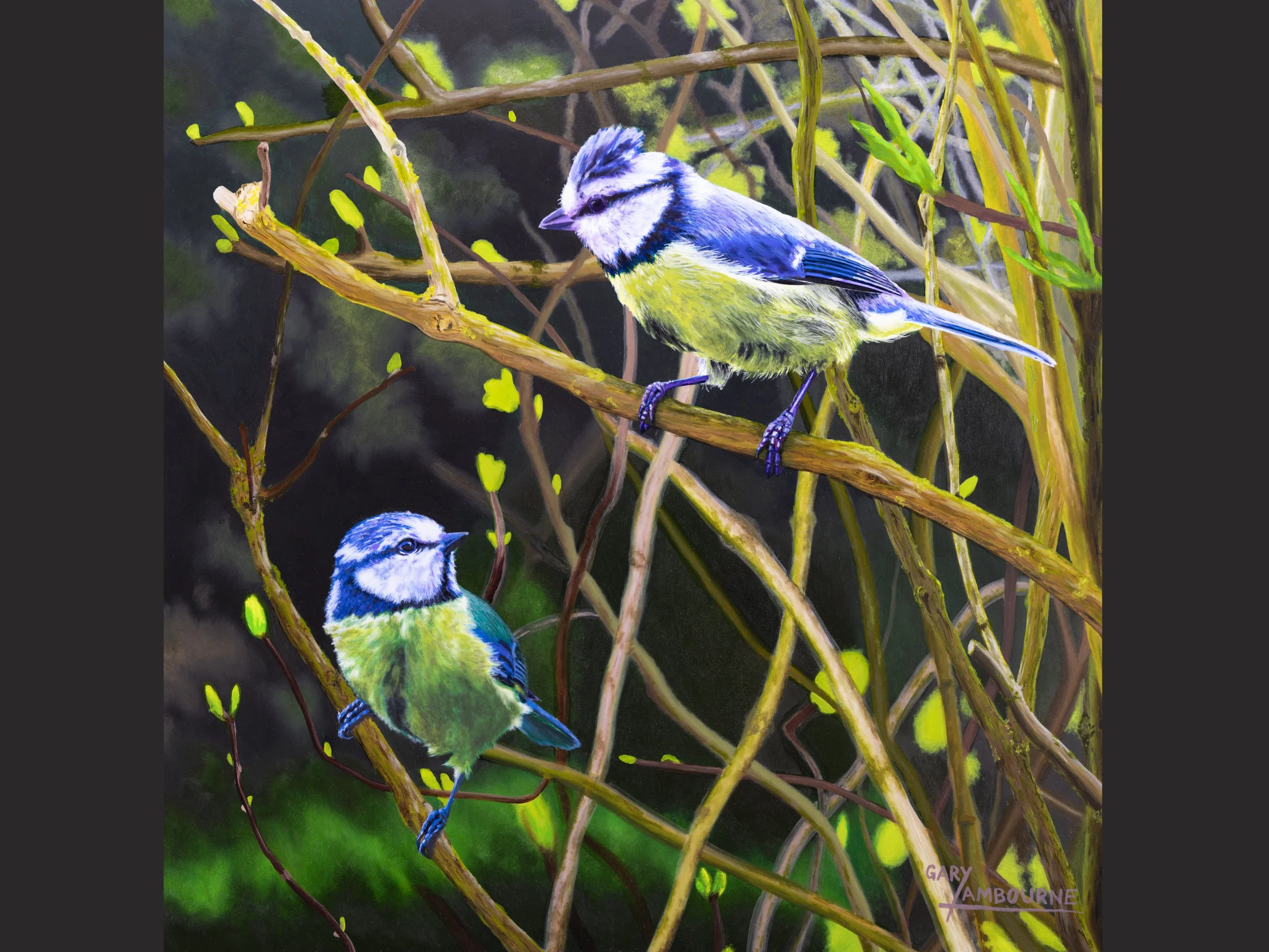 Bluetit Greeting Card, fine art image, 300GSM glossy finish, blank inside