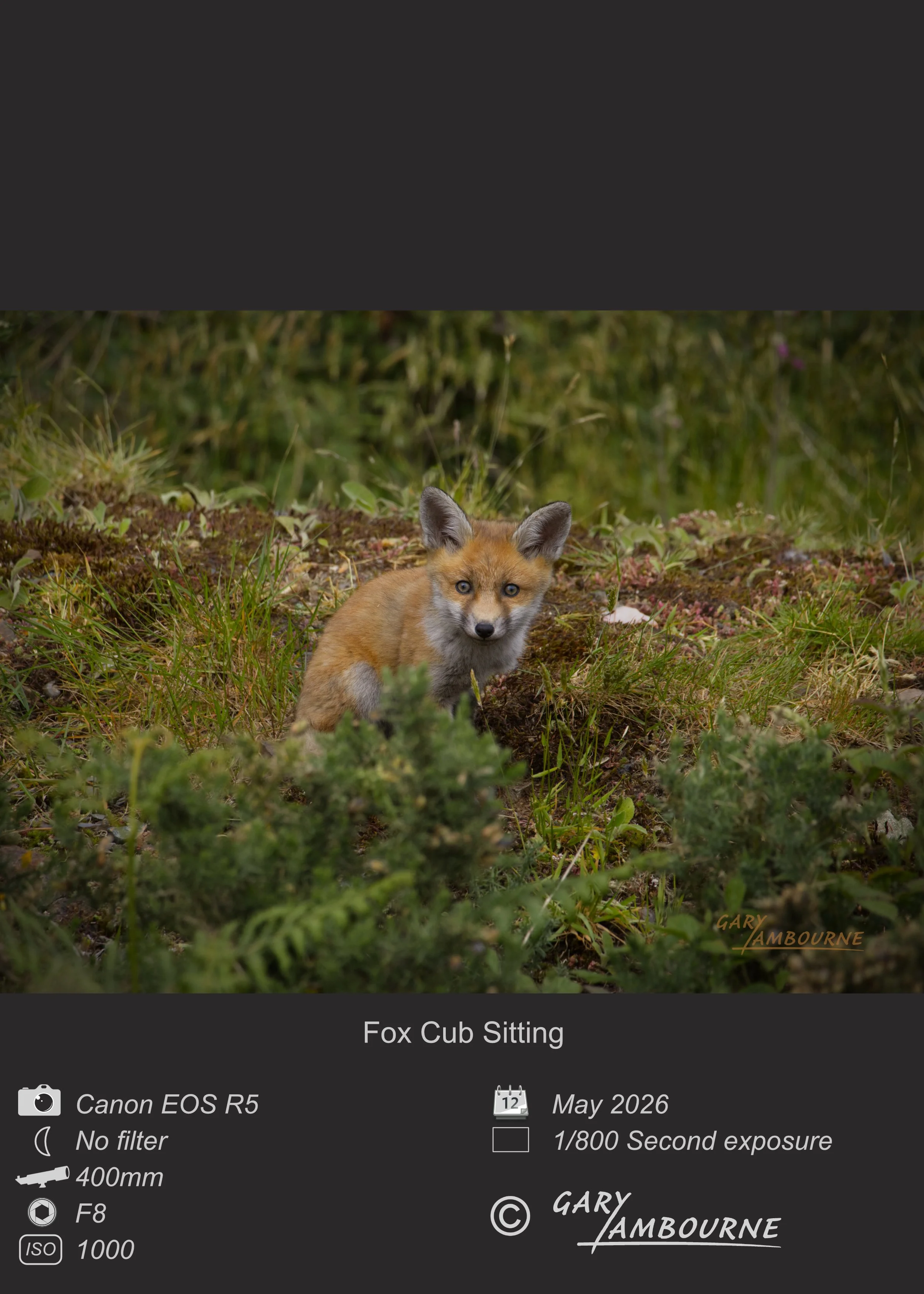 Website tile Fox Cub sitting Copyright Image.jpg
