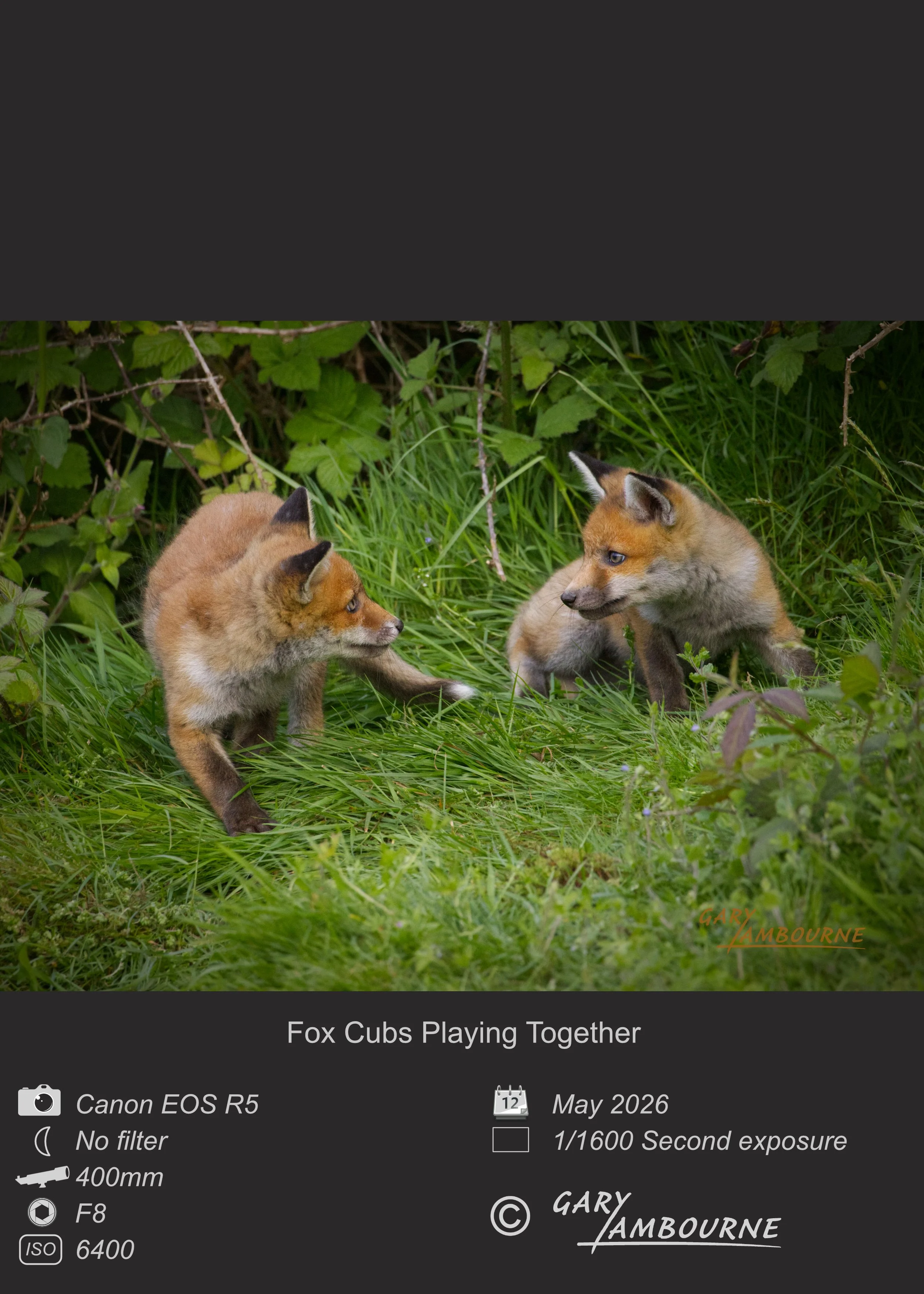Website tile Fox Cubs 3 Copyright Image.jpg