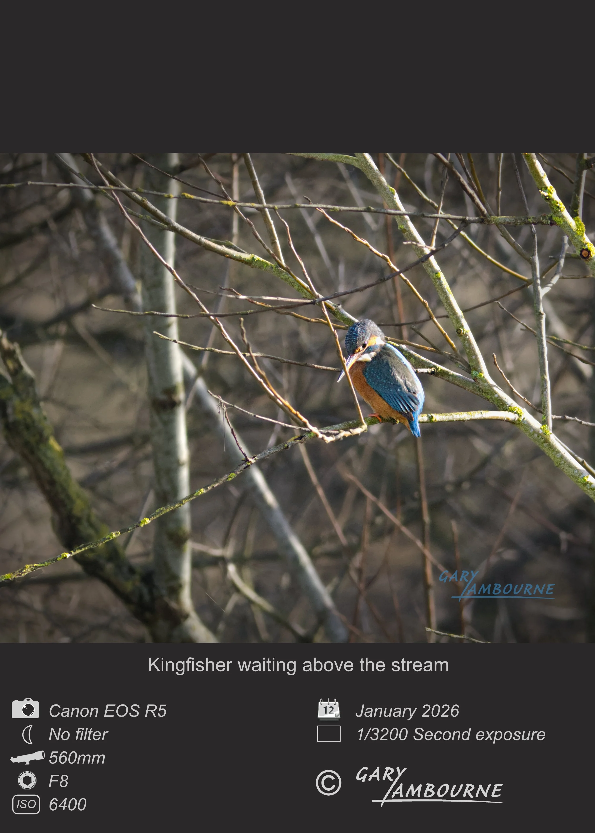 Kingfisher waiting above the stream - Photo by Gary Lambourne