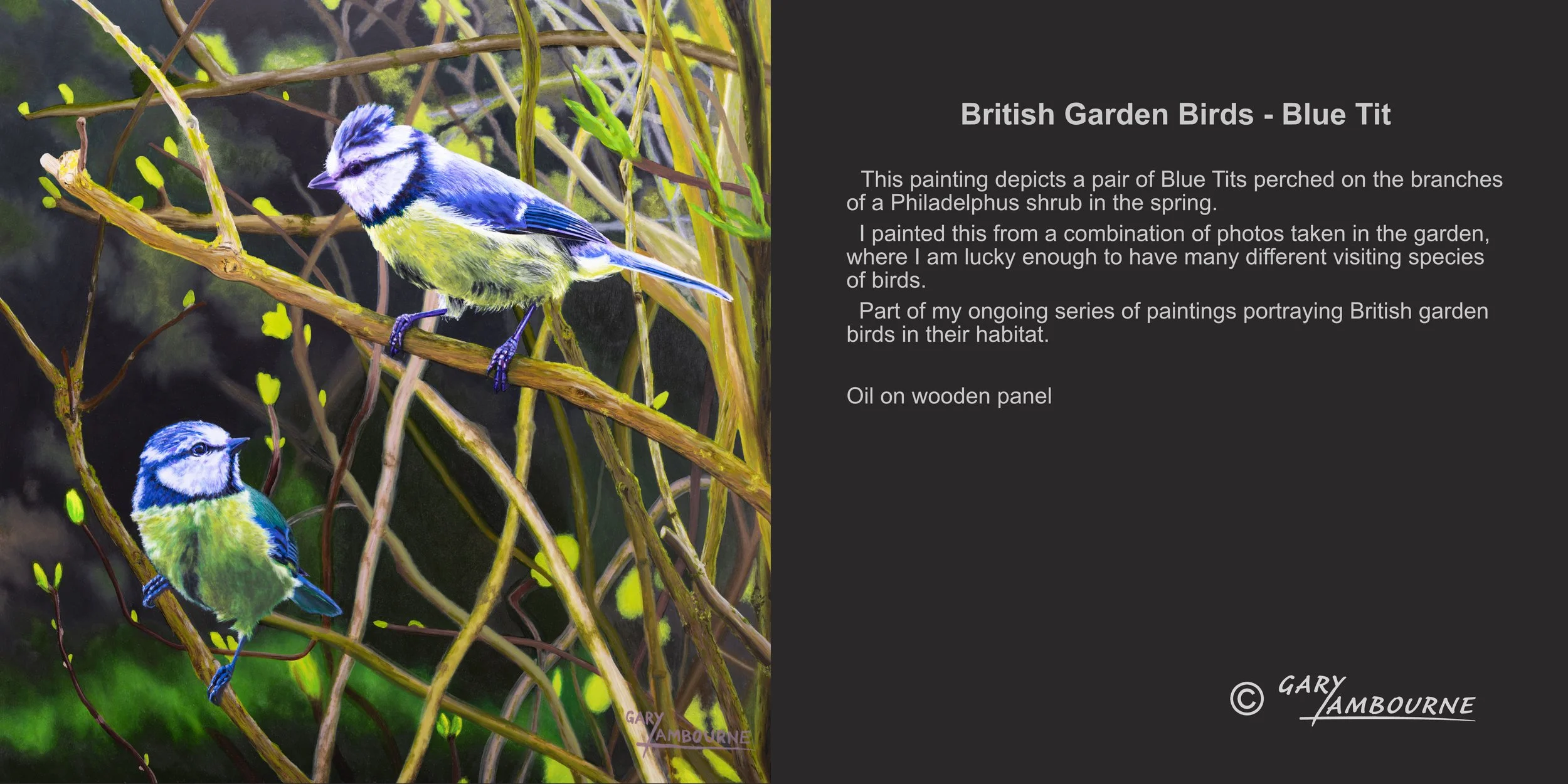 British Garden Birds Blue Tits Oil painting by Gary Lambourne