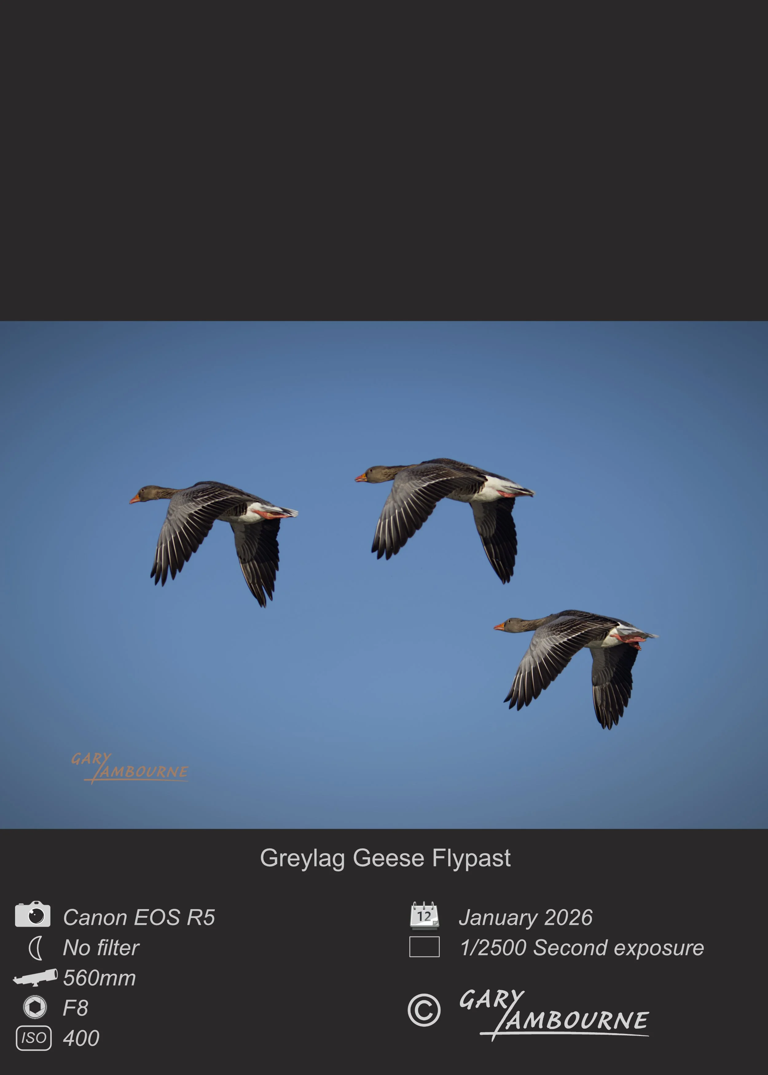 Greylag Geese flypast - Photo by Gary Lambourne