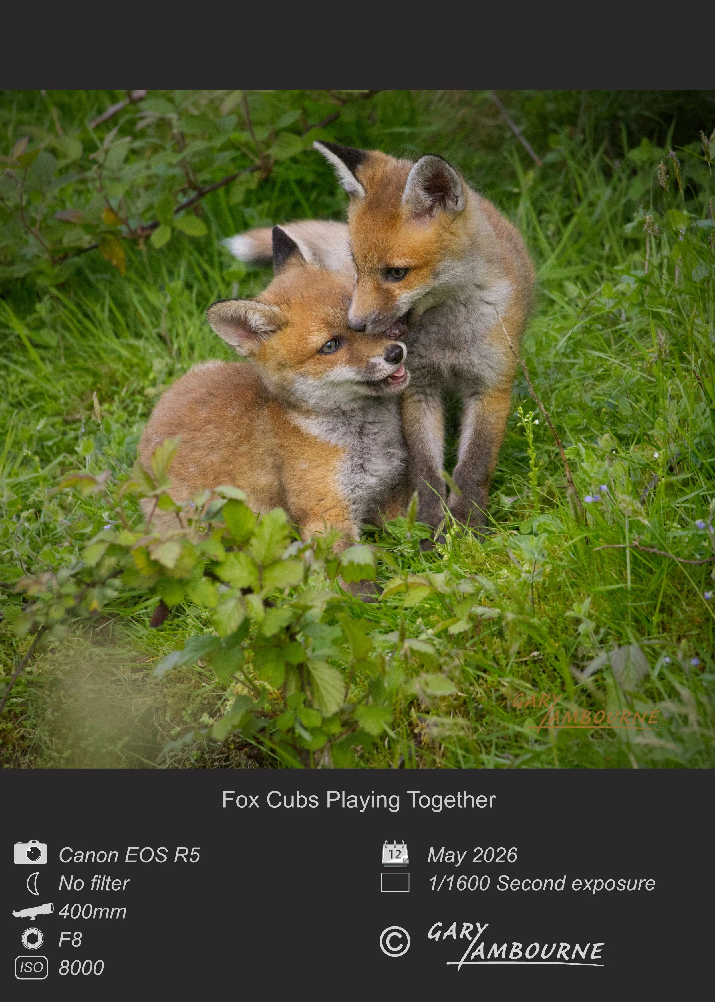 Website tile Fox Cubs 1 Copyright Image.jpg