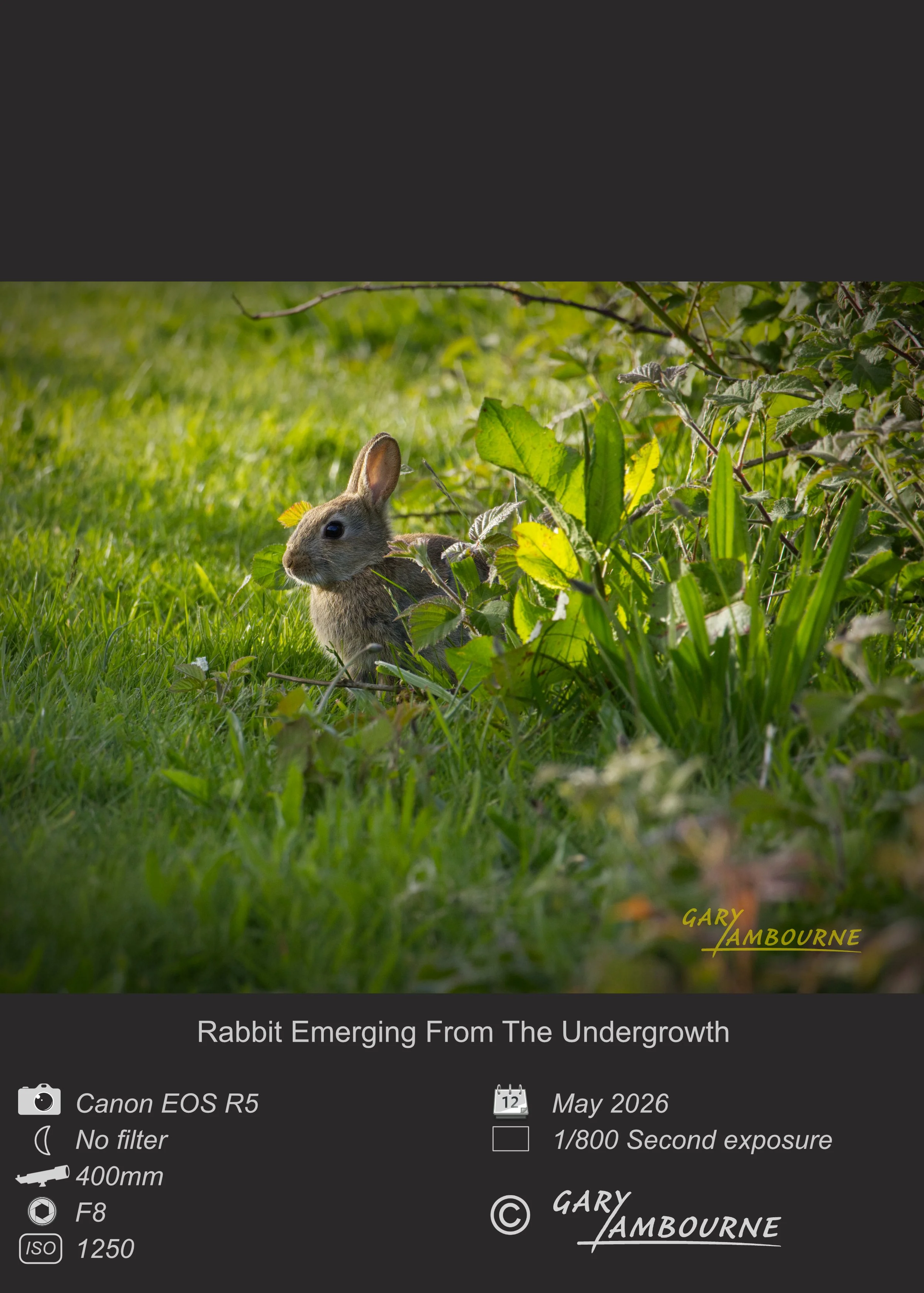 Website tile Rabbit Copyright Image.jpg