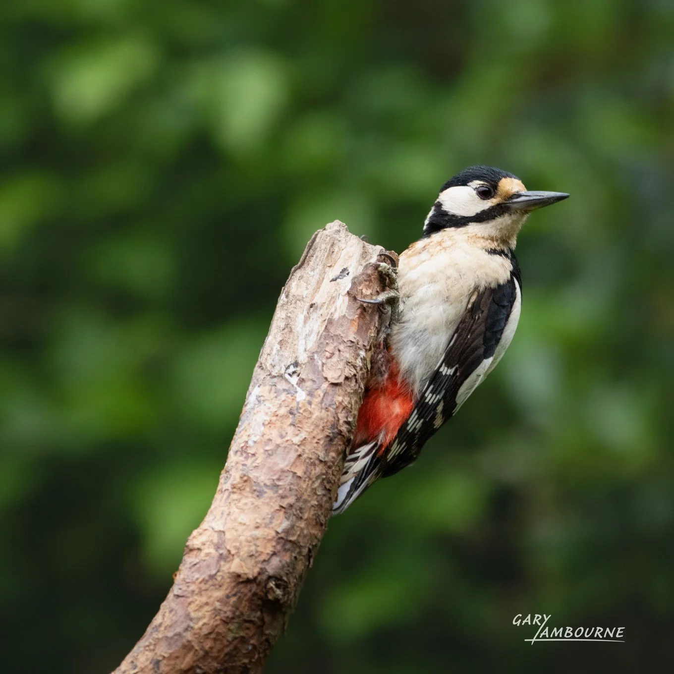 Female Great Spotted Woodpecker Photograph taken with Canon EF 400mm F5.6 L USM lens
