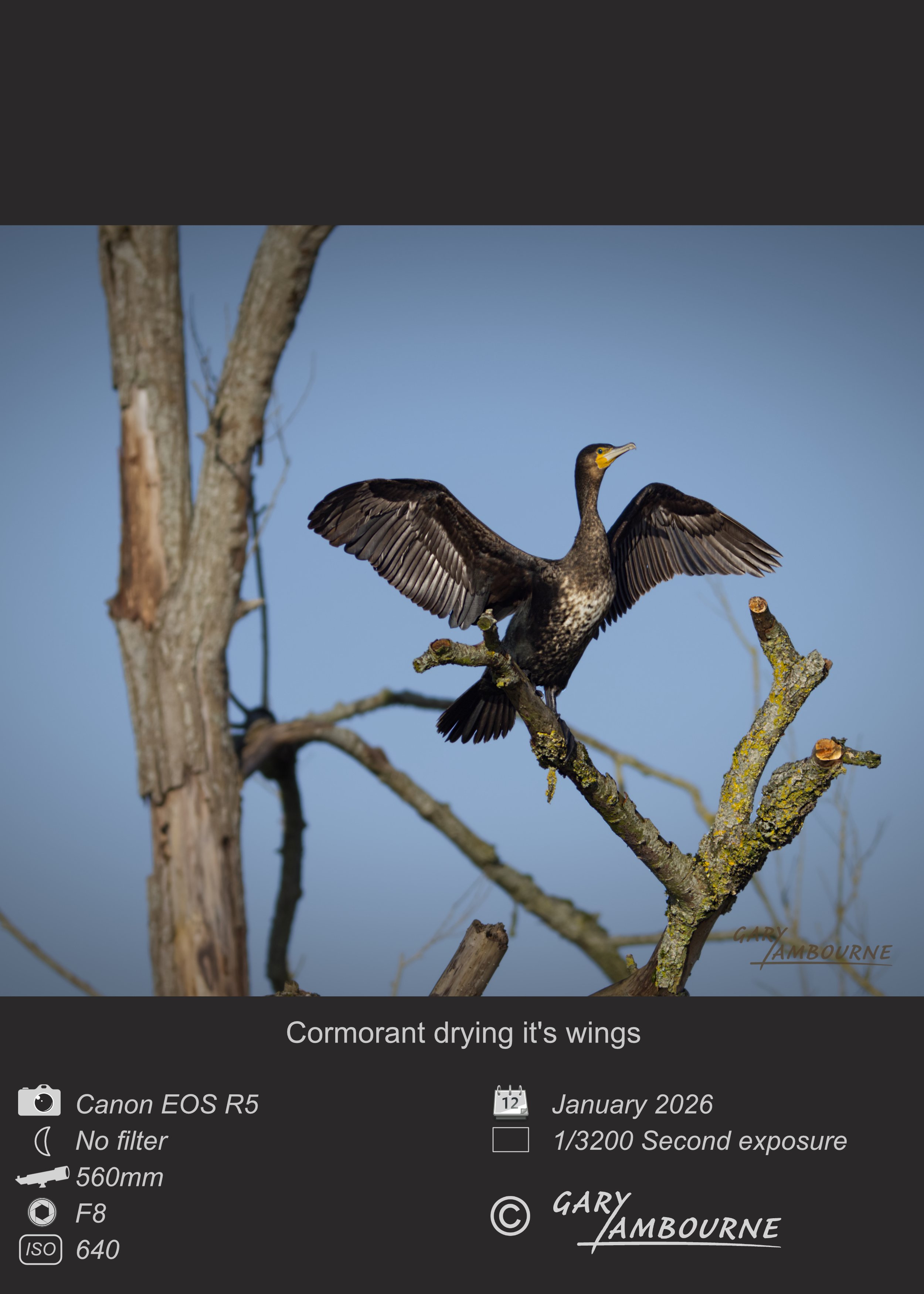 Cormorant drying it's wings - Photo by Gary Lambourne