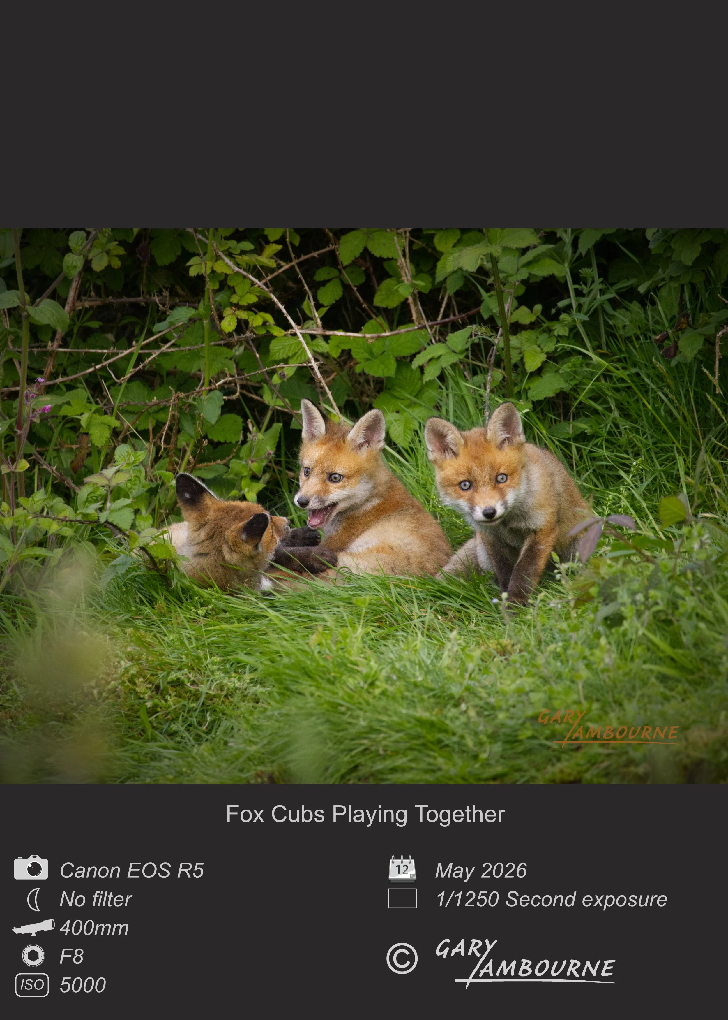 Website tile Fox Cubs 4 Copyright Image.jpg