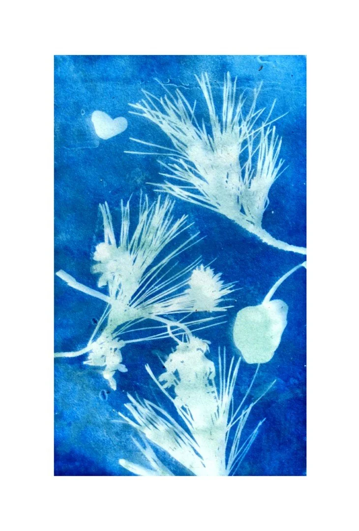 Cyanotype Workshop with Botanicals