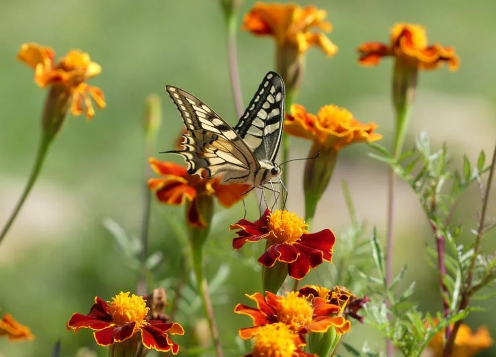Corfu Garden Festival butterfly talk2.jpg