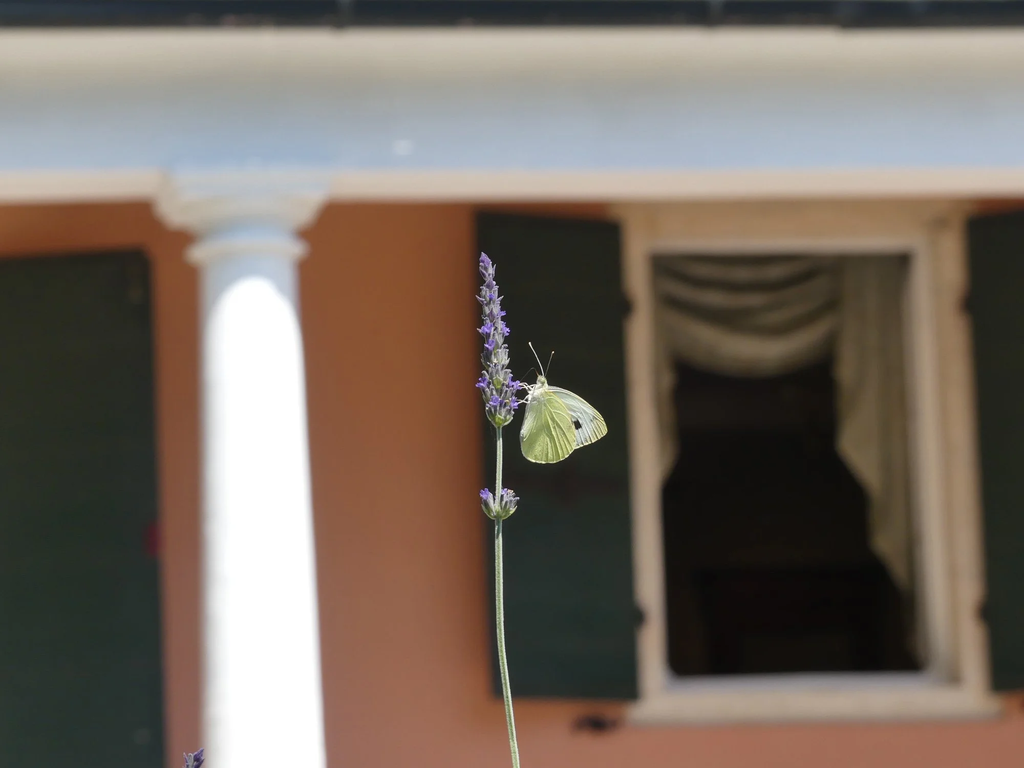 Corfu Garden Festival butterfly talk5.jpg