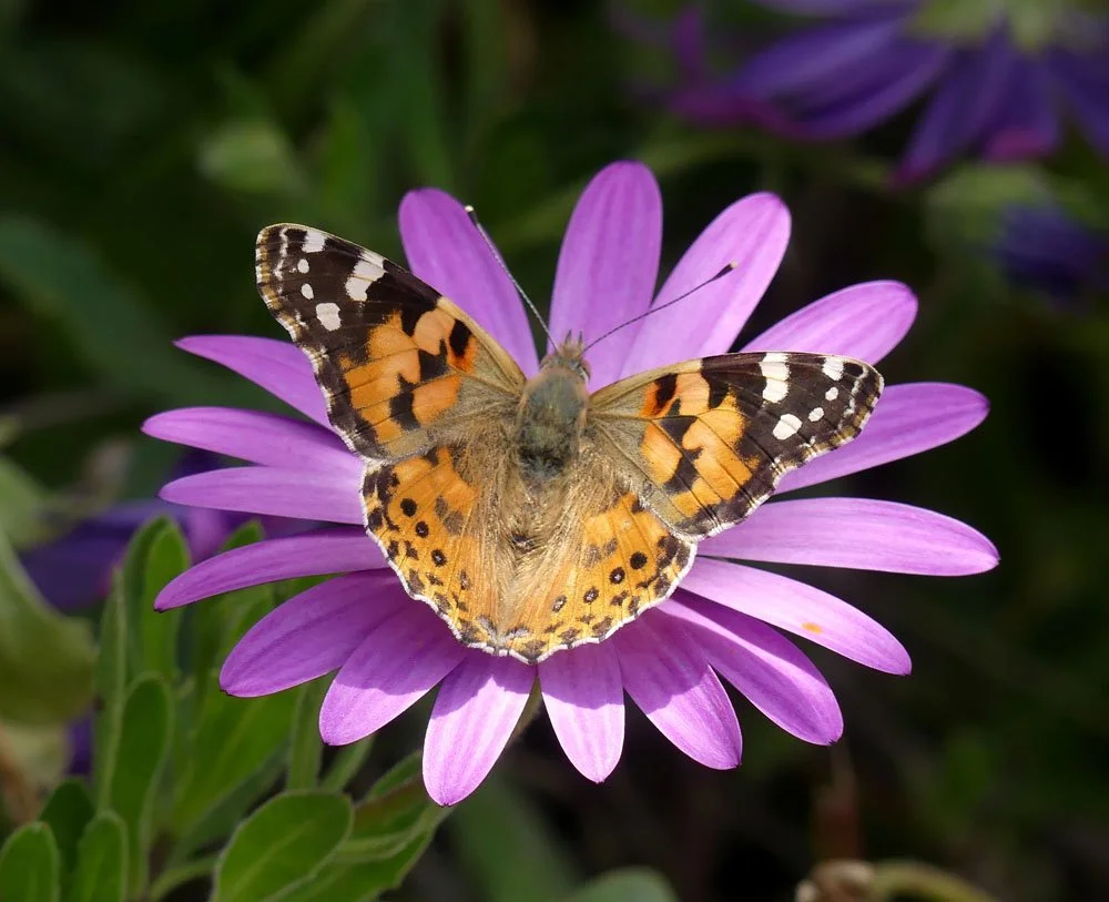 Natural Heritage: Gardening for Butterflies at Capodistrias Museum 