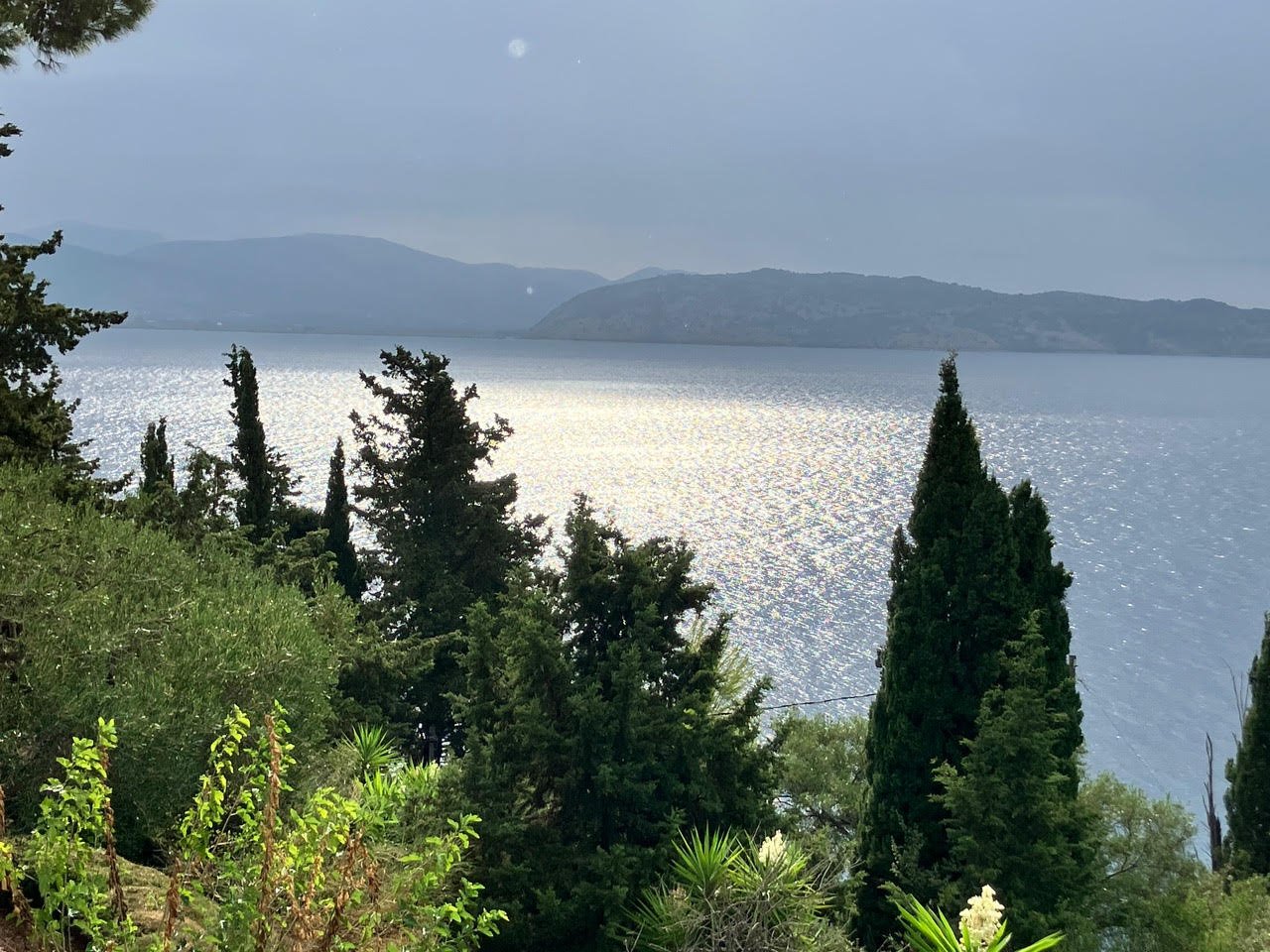 Trees against Sea View.jpg