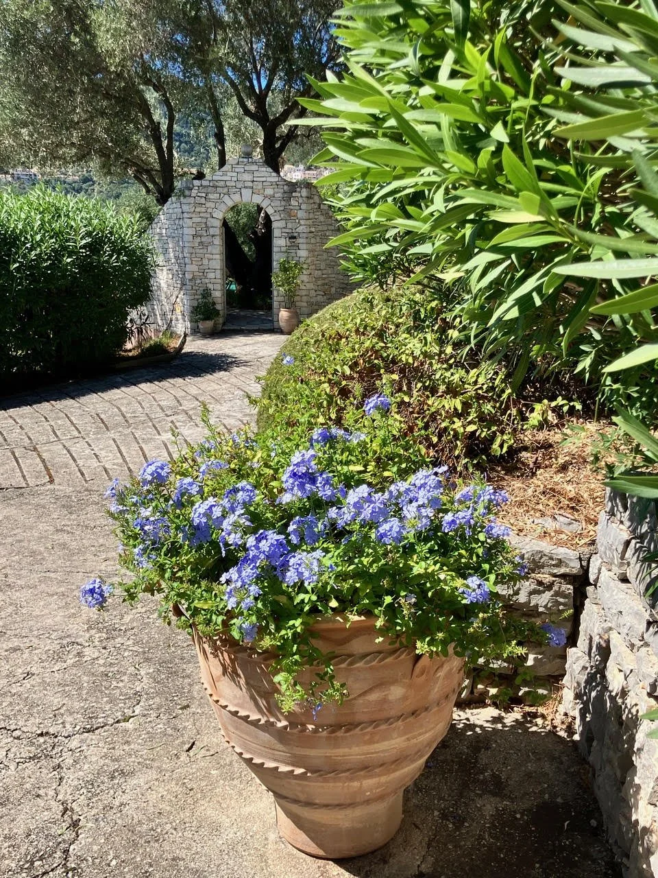 PlumbagoPot and Stone Arch.jpg