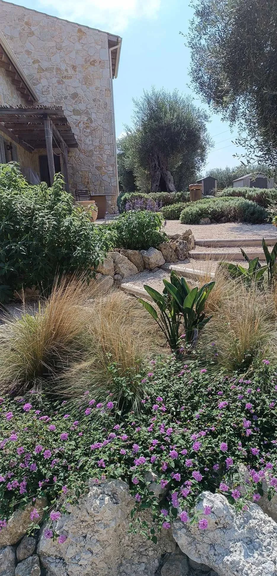 bird of paradise.jpg