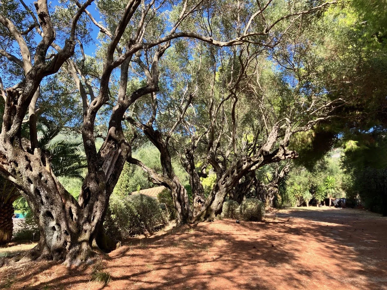 Old Olives Red Earth.jpg