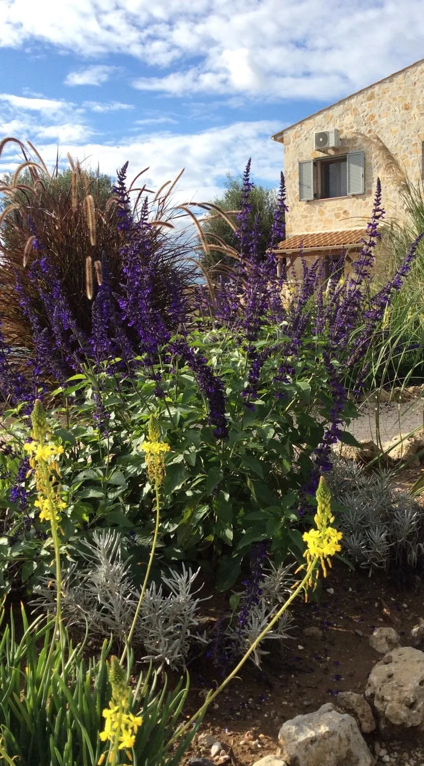 salvia and bulbinus.jpg