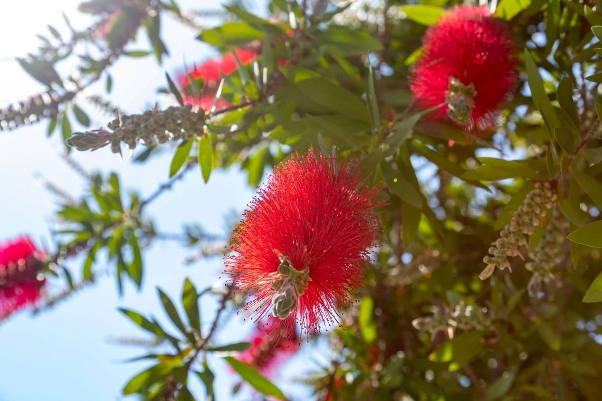 OLIVESTONE VILLAGE5 - Olivestone Corfu.jpg