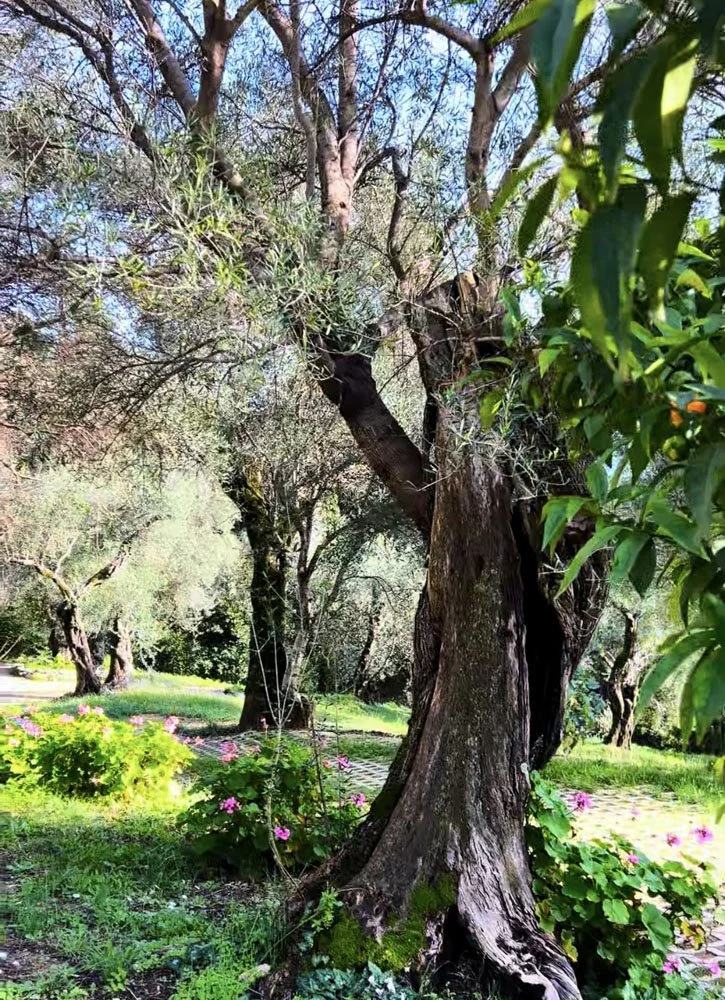 Corfu Garden Festival OliveStone Garden3.jpg