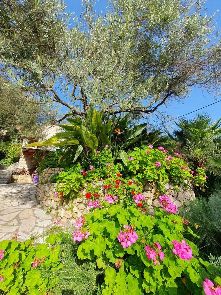 OliveStone Village