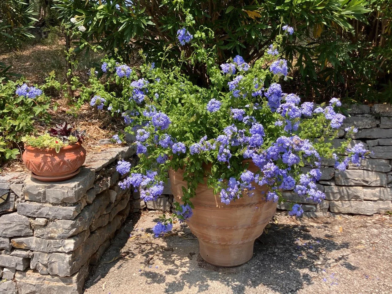 Plumbago Pot.jpg
