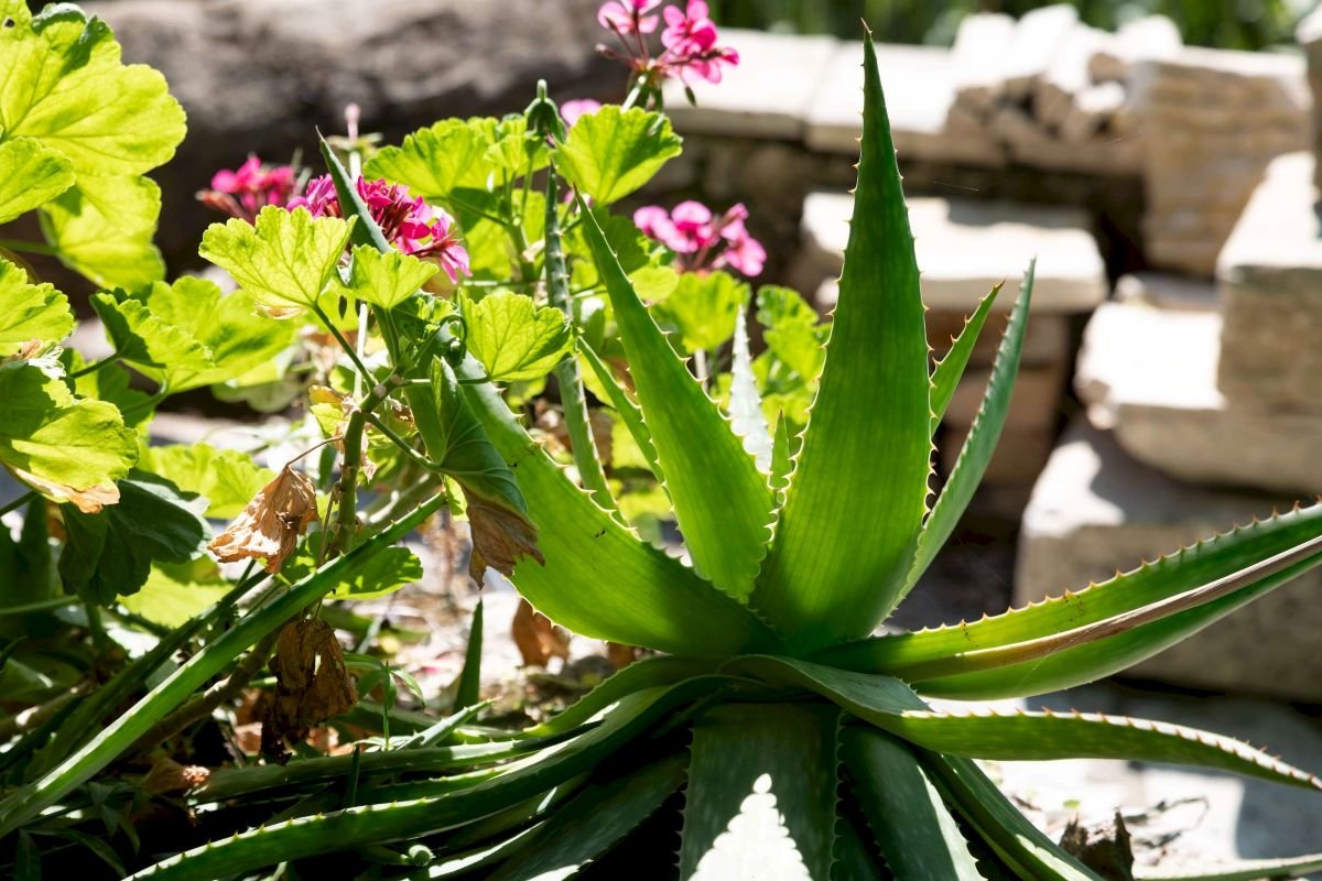 OLIVESTONE VILLAGE9 - Olivestone Corfu.jpg