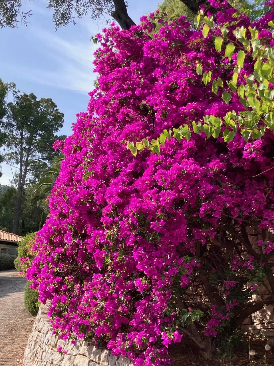 Bougainvillea.jpg