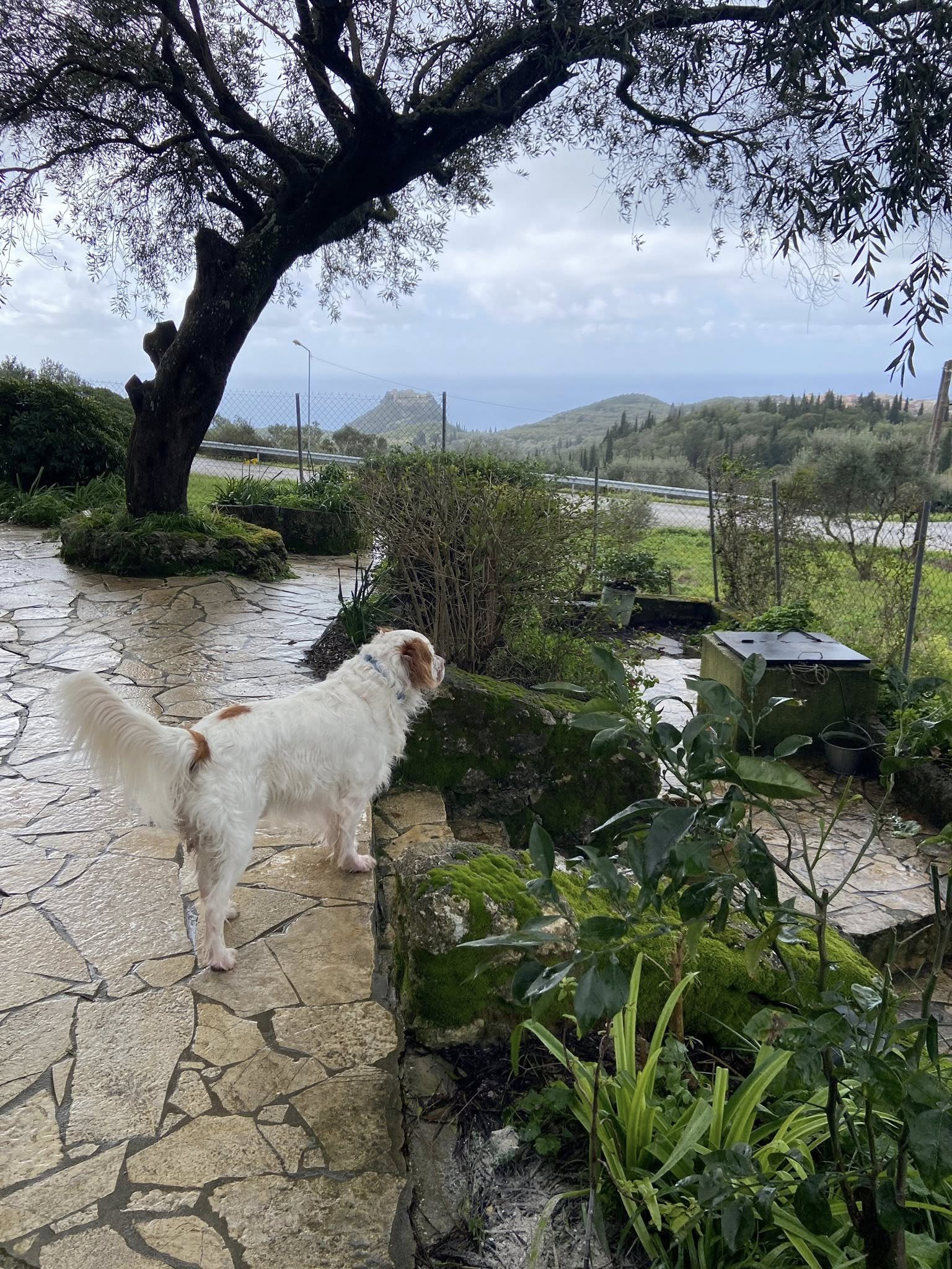 639507734_26996248679964766_4106107372860255210_n - Joy Konstantis.jpg