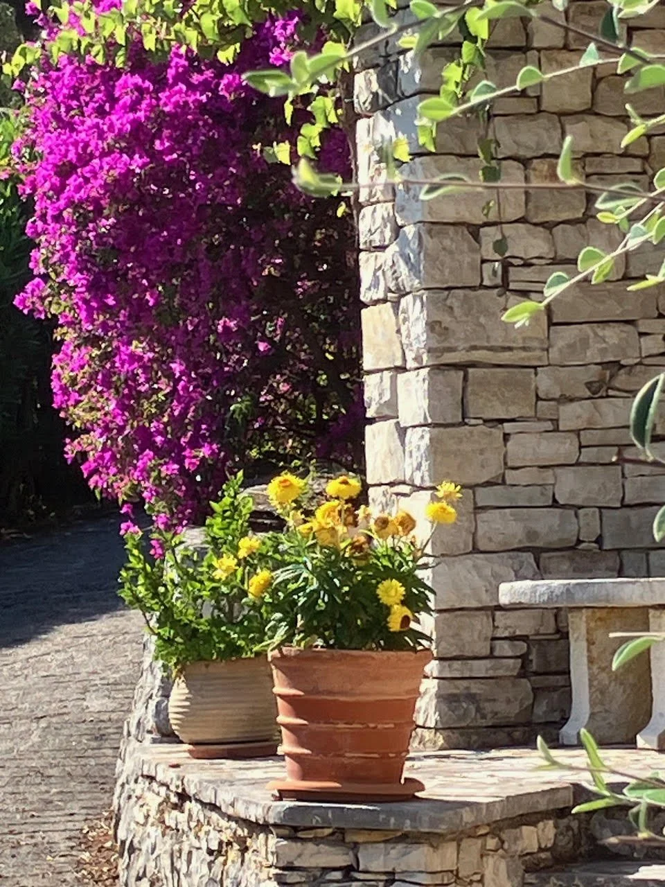 Bougainvillea and Pot and Wall.jpg