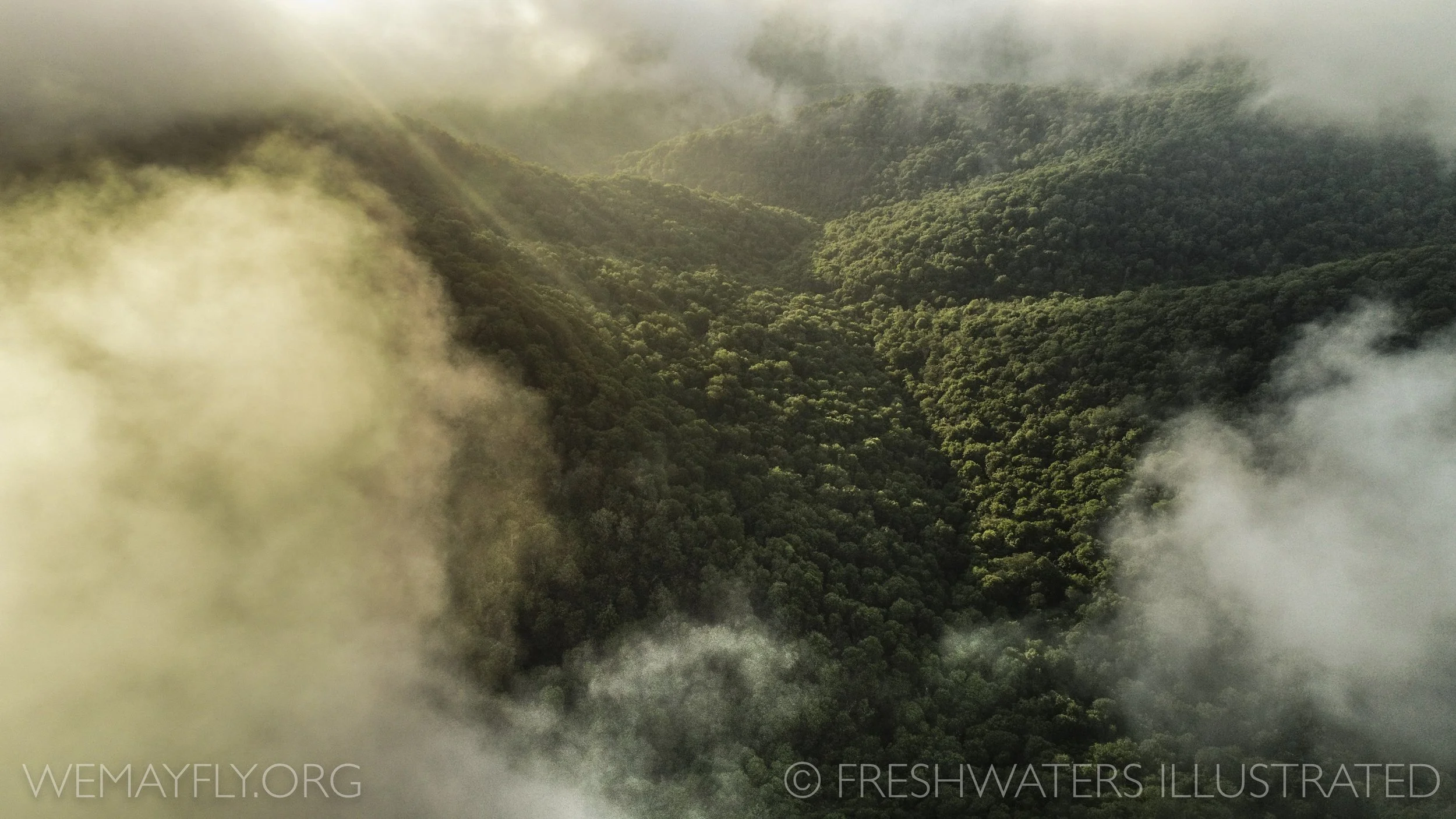 Aerial view of a healthy forested valley.