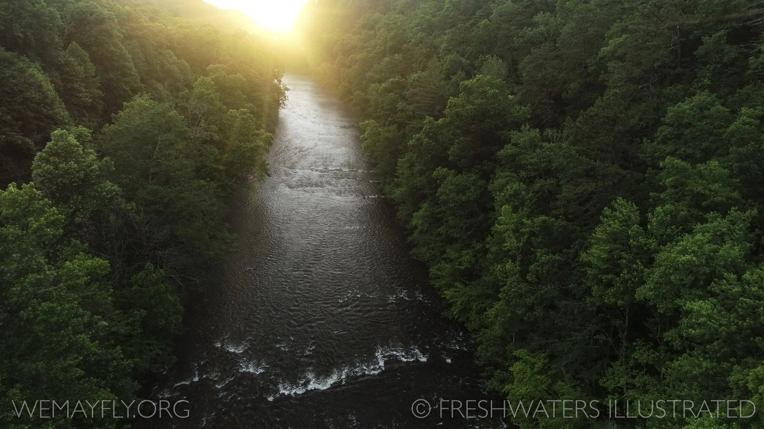 A migratory corridor with a healthy riparian forest. Notice how the forest extends to the edges of the river.