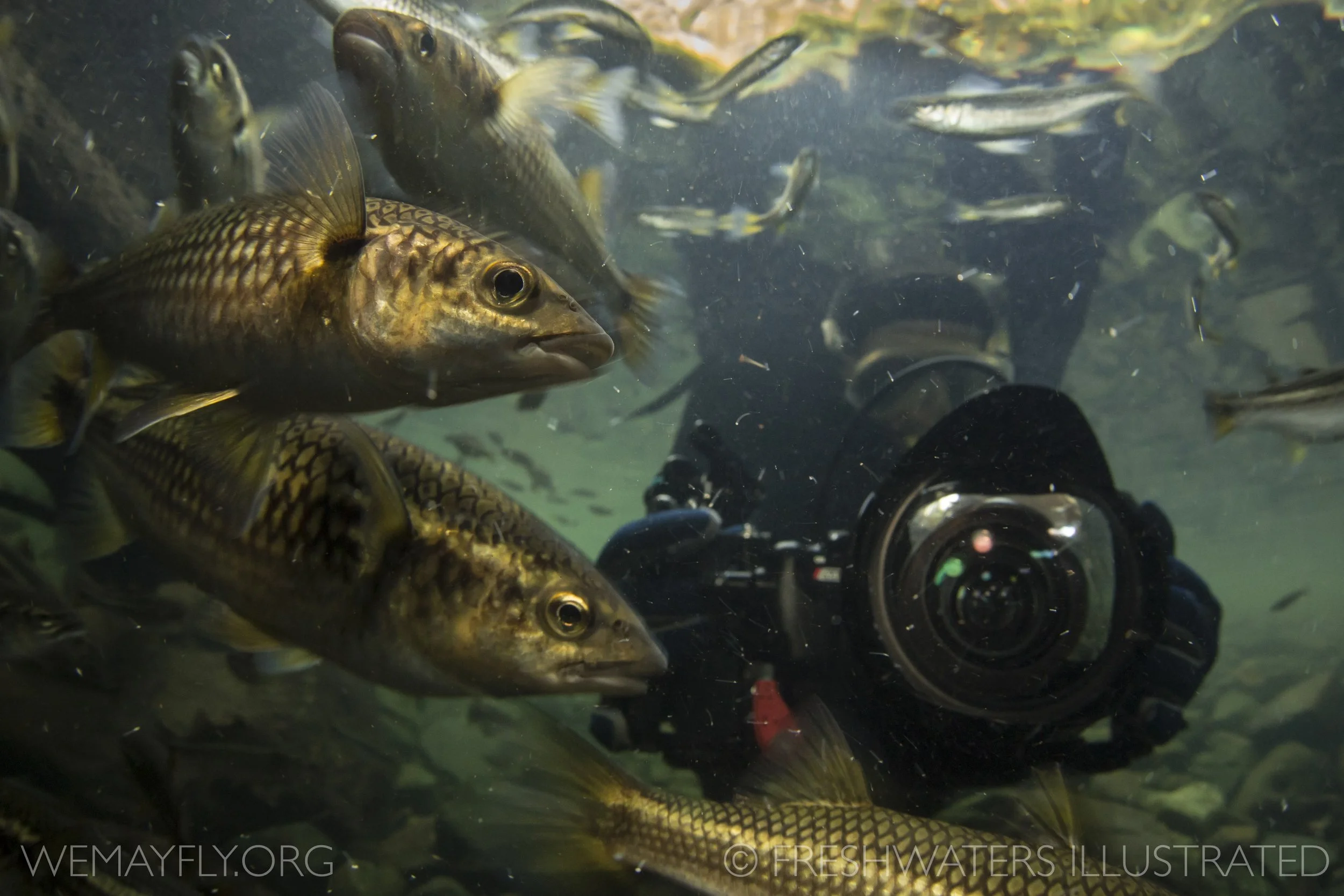  A freshwater cinematographer at work 