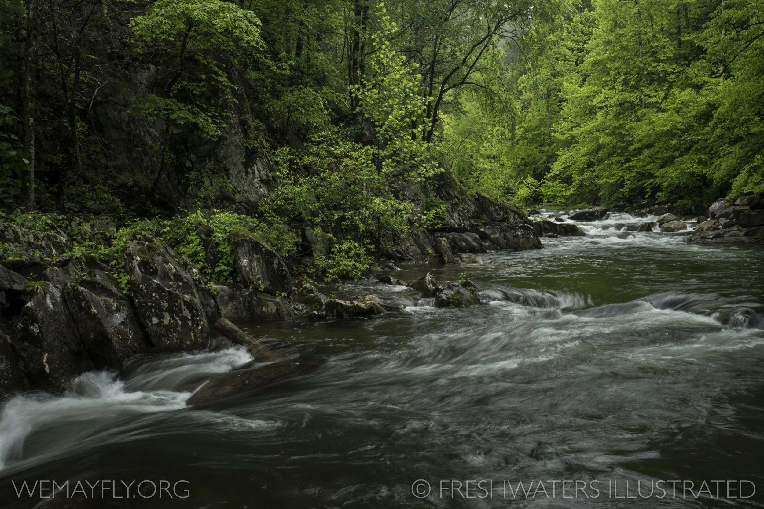  A healthy riparian forest cools a stream and absorbs potentially harmful runoff before it reaches the stream. It also provides nutrients for stream inhabitants.  Salmon nourish the forests  after they complete their life cycle. 