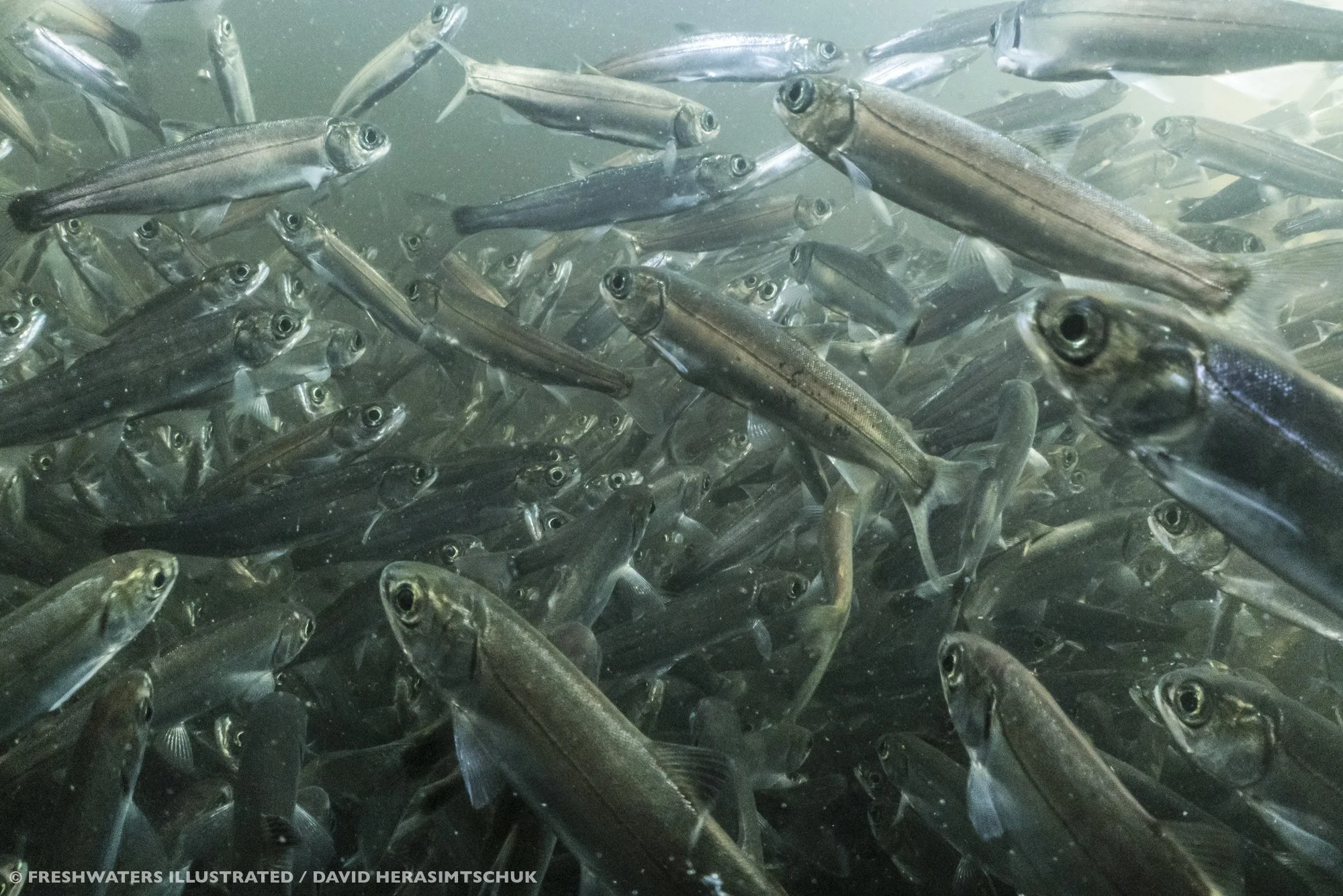 SMOLT for High School Students