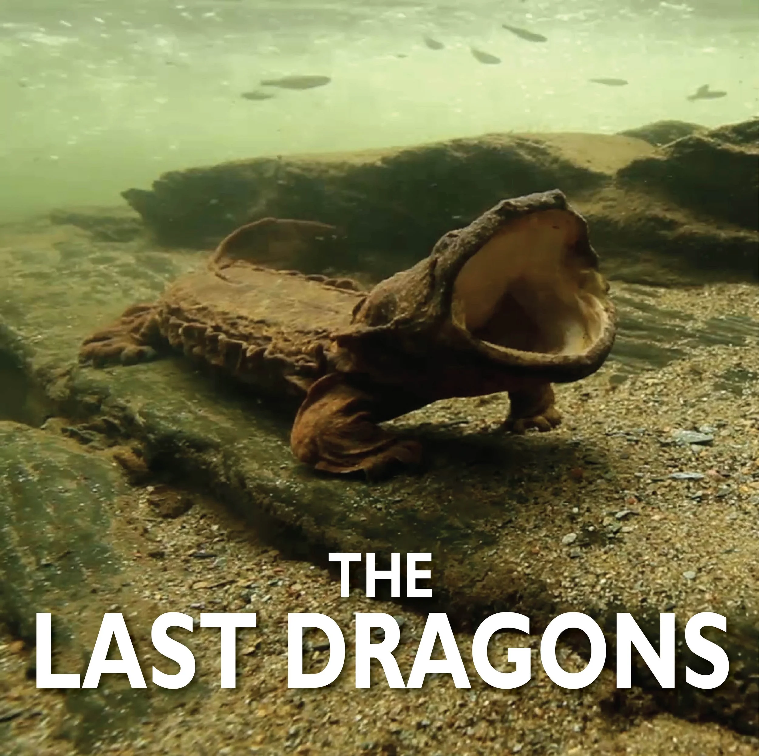 The Last Dragons