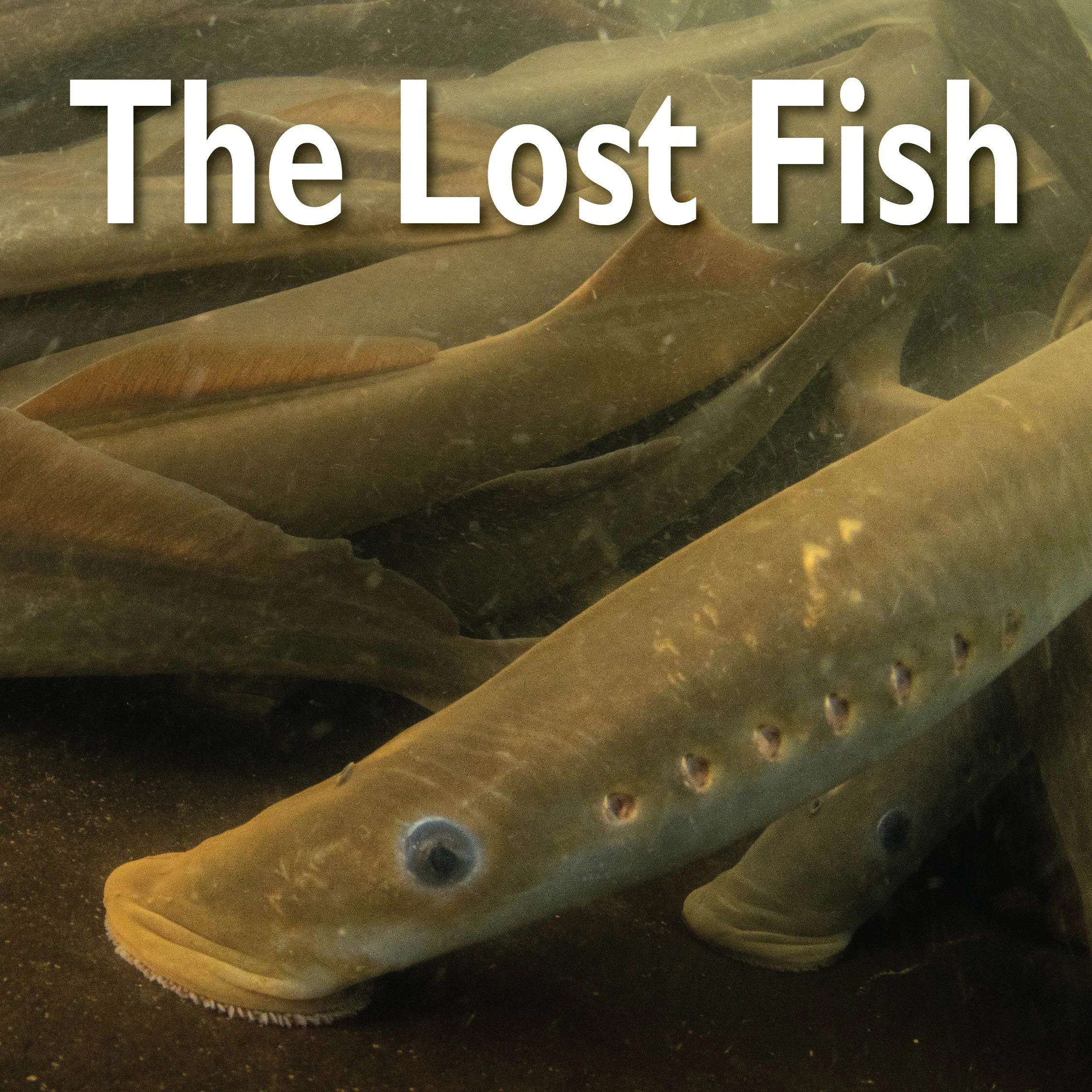 The Lost Fish