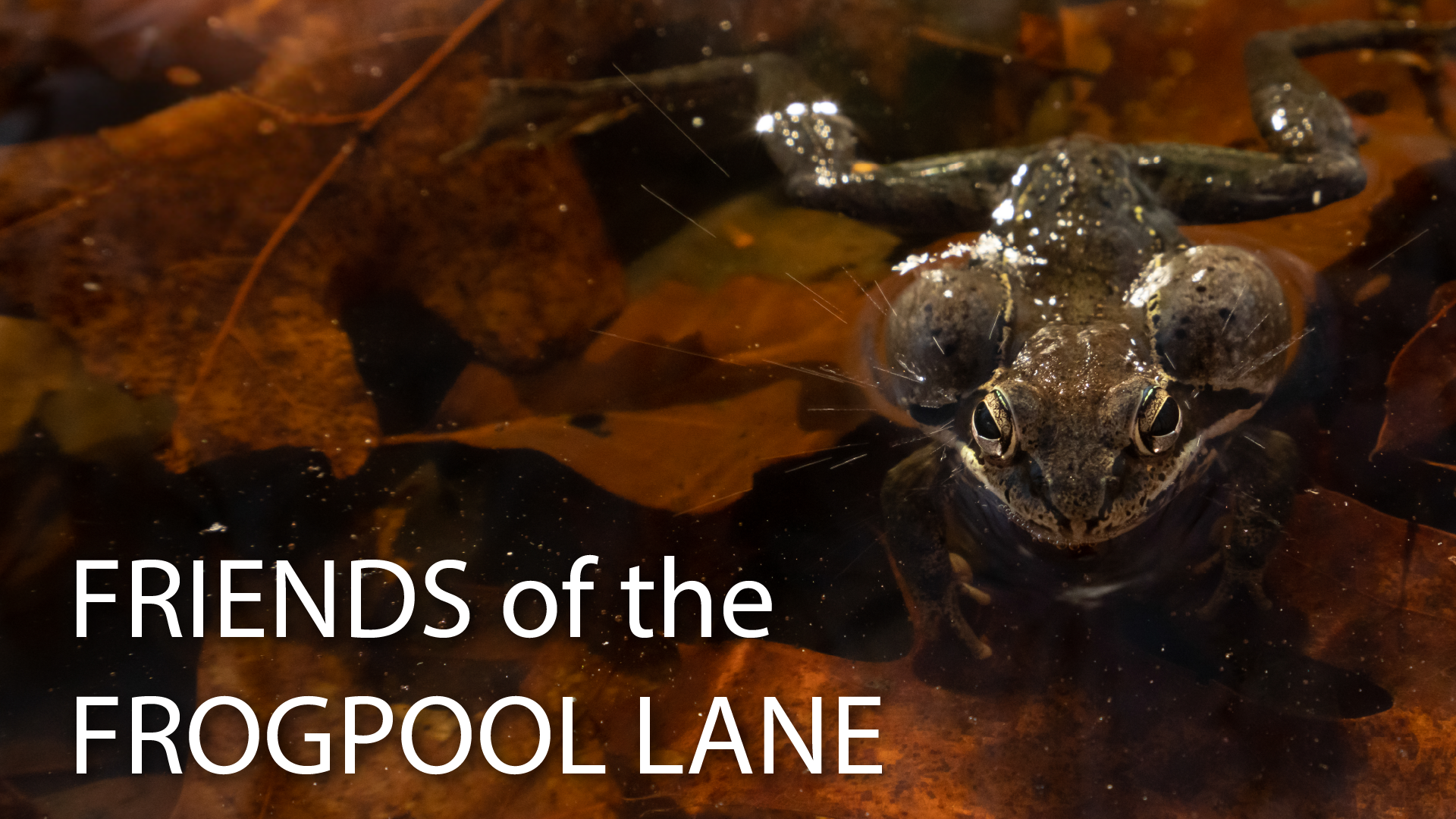 Friends of the Frogpool Lane