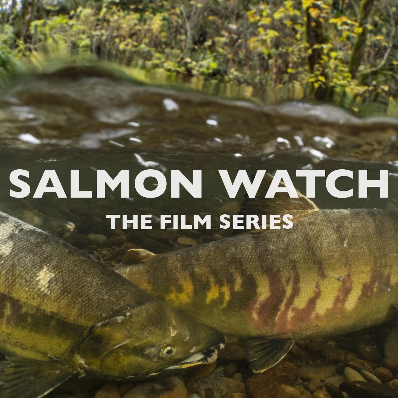 Salmon Watch