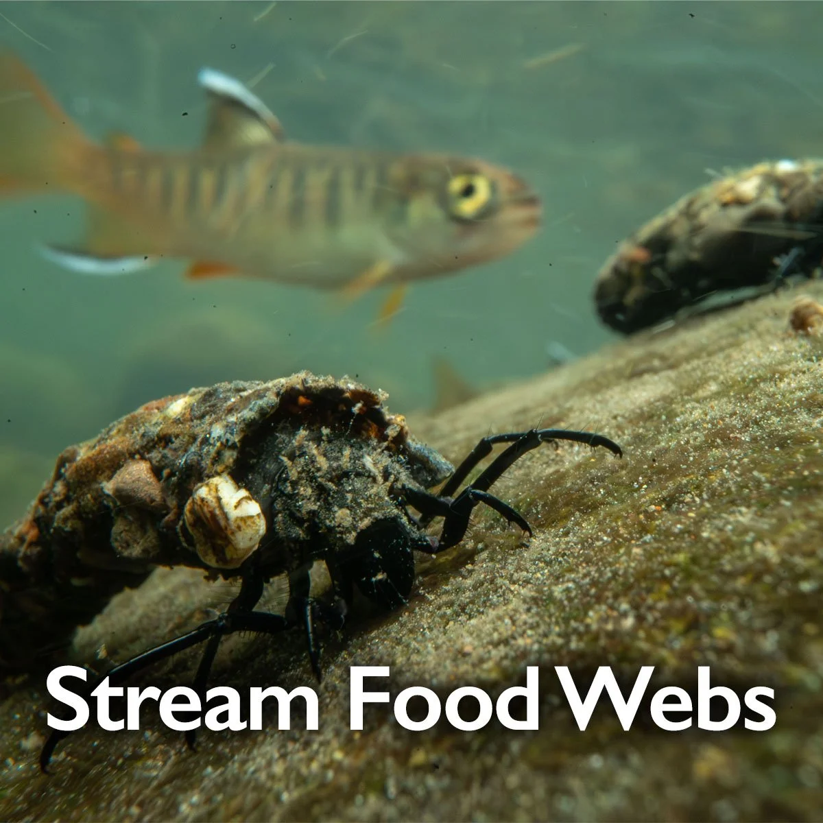 Stream Food Webs (RiverWebs Excerpt)