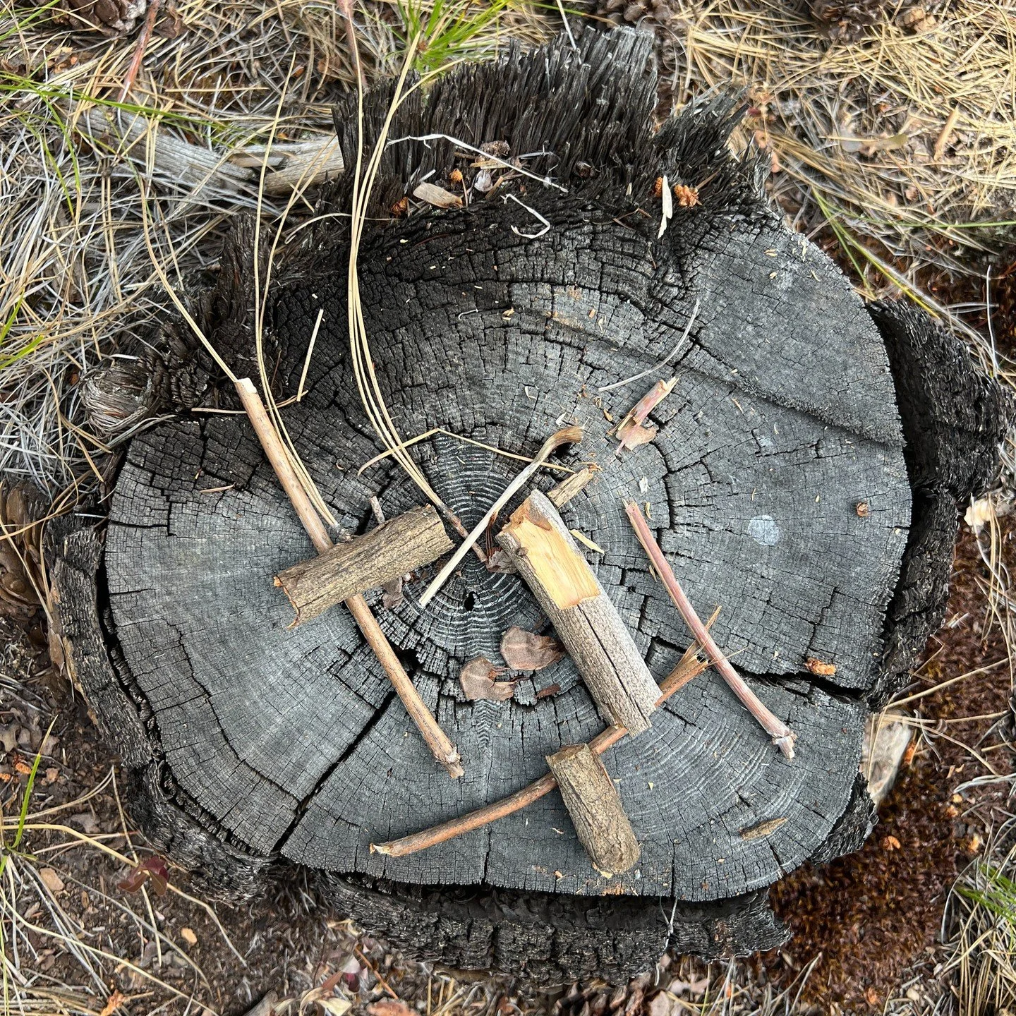 No pencil? No problem.

Sticks, pine cones, and Ponderosa pine needles are a fun and easy way to talk through site ideas for a new house. Sticks can mark out walls or paths, pine cones can stand in for big trees or rocks, and pine needles can show th