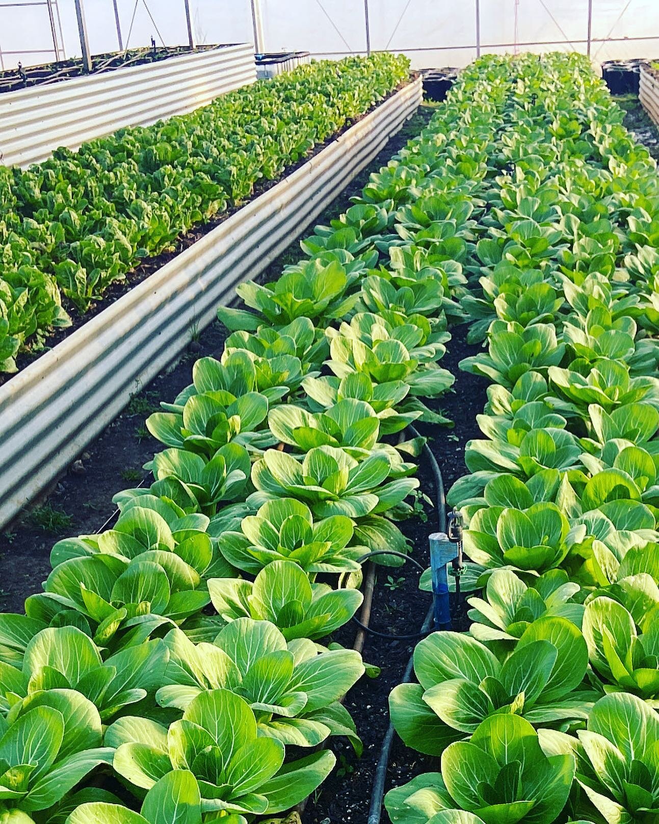 Whether your hydroponic or organic growtunnels provide a protected cropping environment which helps reduce crop losses, boosts yield and reduces reliance on machinery, pesticides, herbicides and fossil fuels.