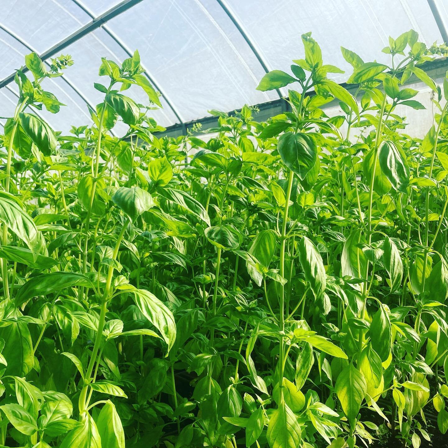 Have you thought about season extension? Growtunnels are a great way to keep crops going longer into the winter season and even all the way through. This is often when demand outstrips supply and farmers can get a better return on their yield. Farm s
