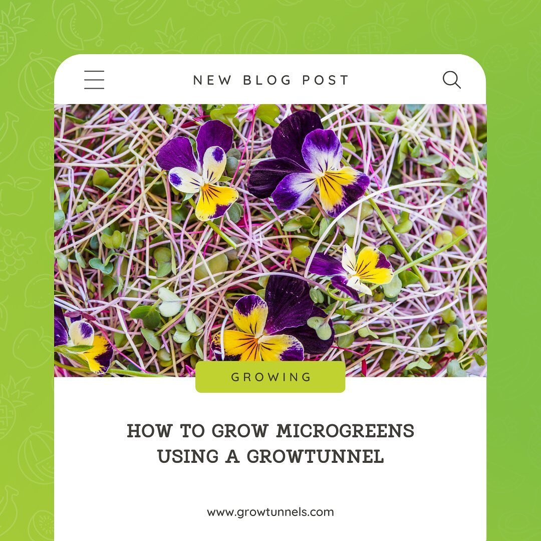 Thinking about expanding your repertoire? 🌸
Bring a little more colour into the mix of green lettuce, spinach and herbs you&rsquo;re growing?
Or perhaps you&rsquo;re keen to try out something new!

Microgreens could be the perfect choice for you!

N