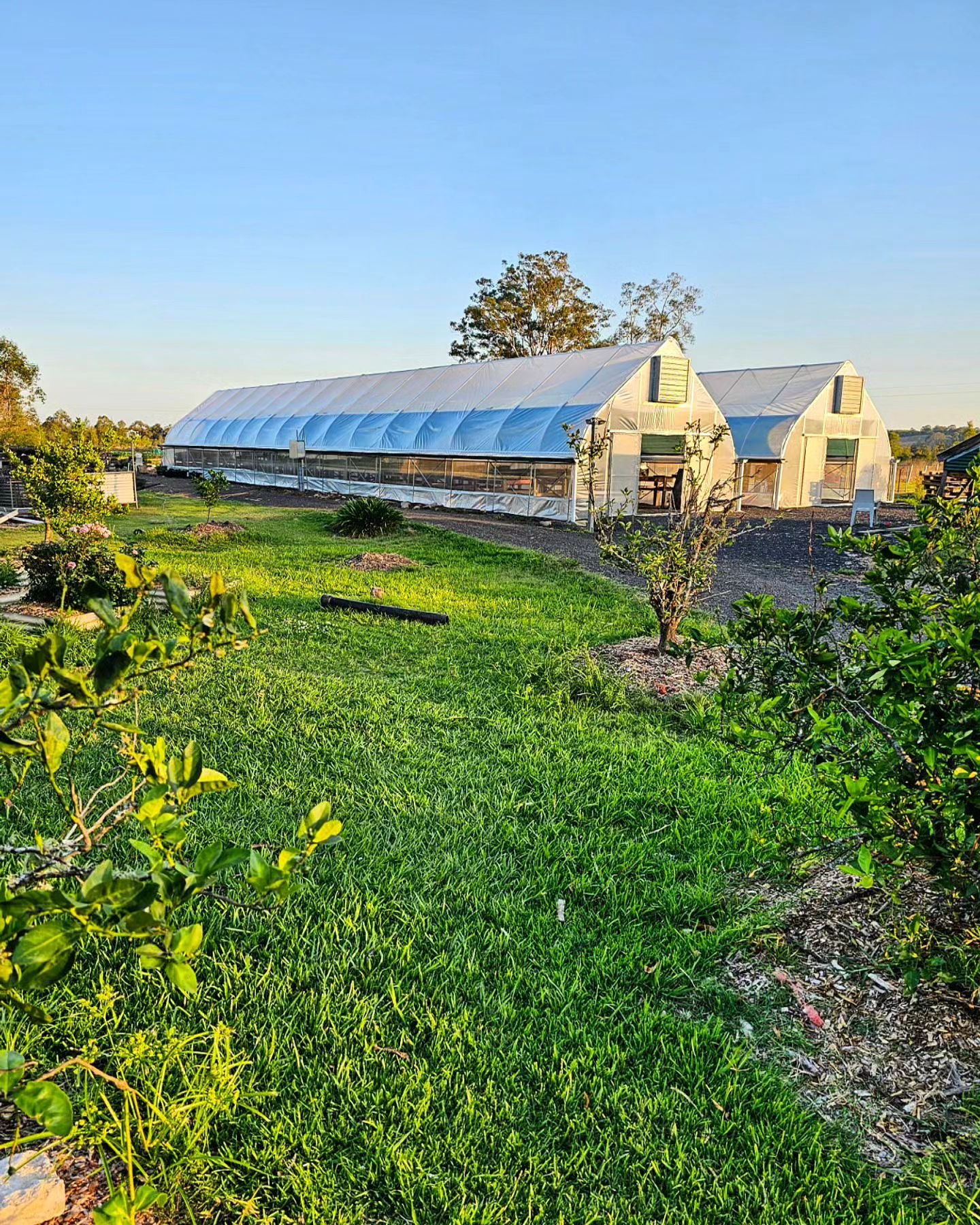 polytunnel-australia.jpeg