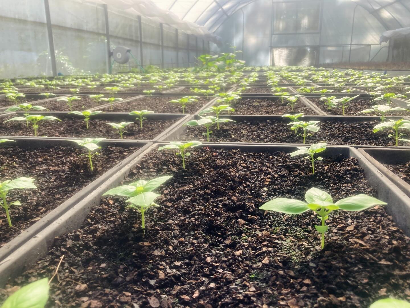 As the nights draw in and the rain continues basil seedlings are emerging. Season extension is the one of the major benefits of protected cropping. Riding on the shoulders of the season ensures you get the best return for your crop. By hitting the ma