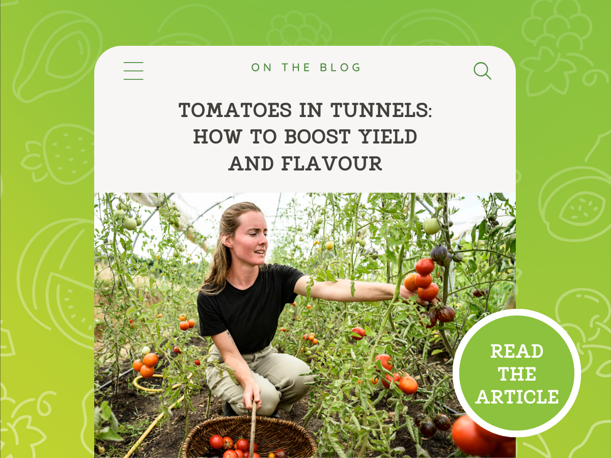 Tomatoes in Tunnels: How to Boost Yield and Flavour