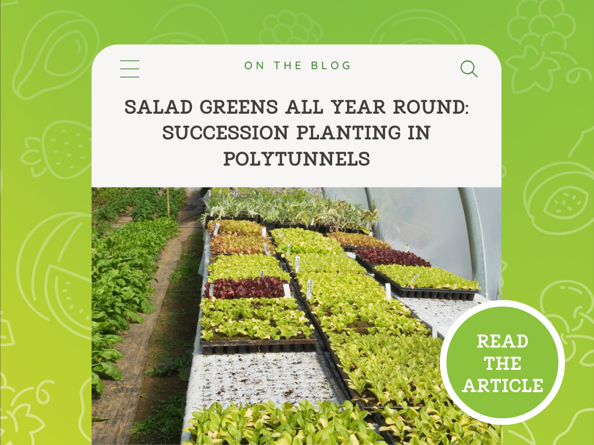 Salads and Greens All Year Round: Succession Planting in Tunnels