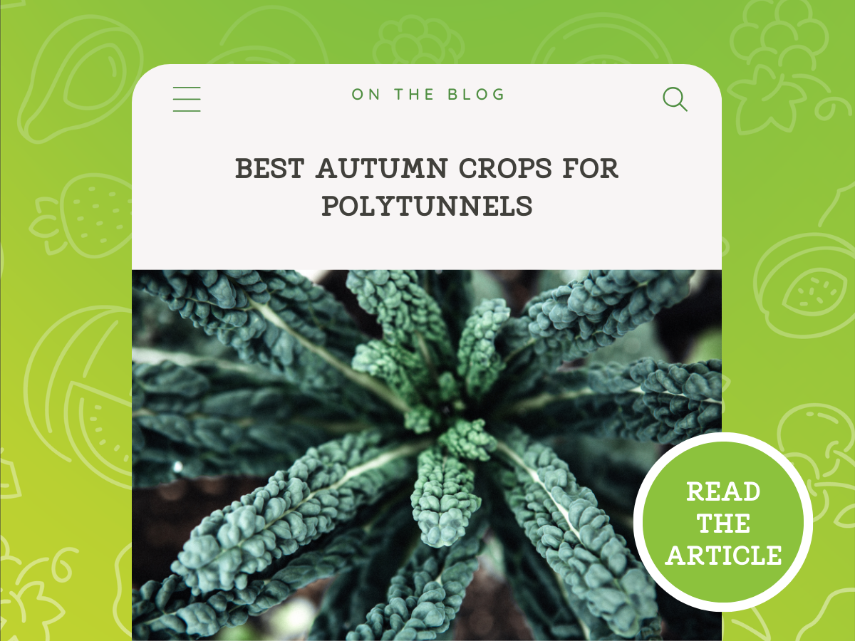 Best Autumn Crops for Polytunnels in Australia