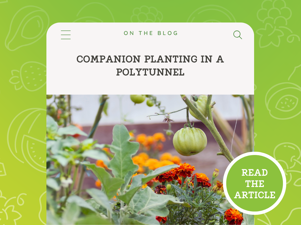 Companion Planting Inside Polytunnels