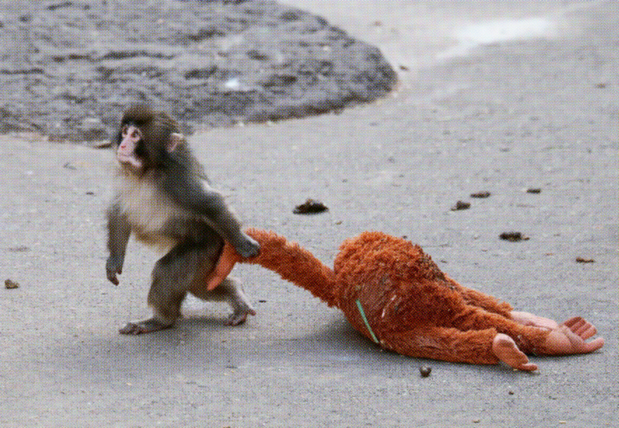 The Monkey is Fine &amp; So Are You