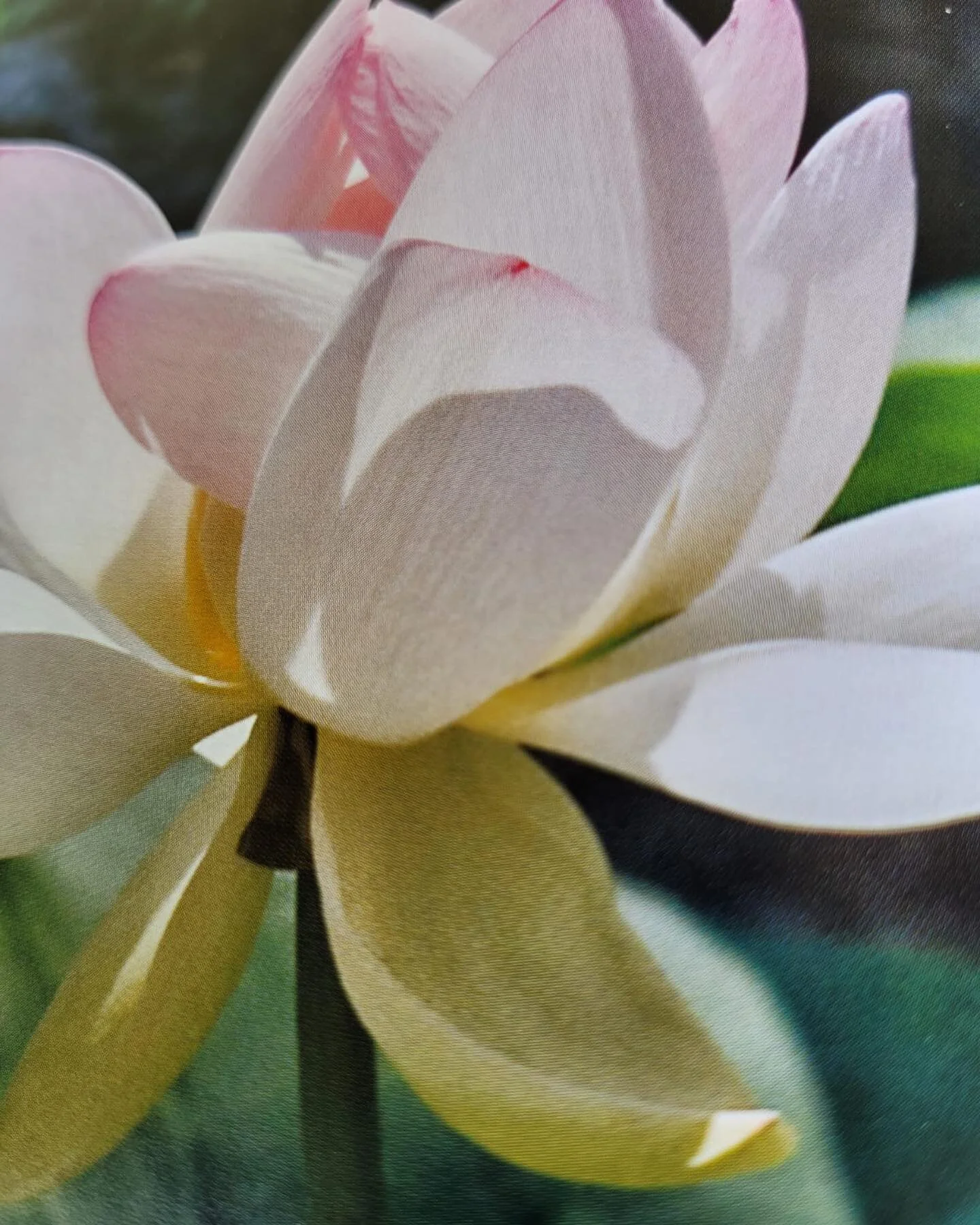 &lsquo;Raise your words, not voice. It&rsquo;s rain that grows flowers, not thunder.&rsquo; - Rumi